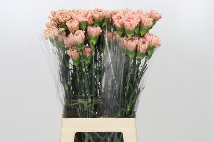 Dianthus St Honey