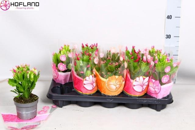 <h4>SCHLUMB GEM 3 KL</h4>