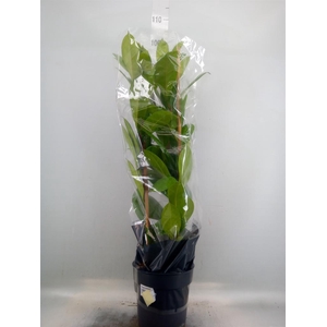 Ficus cyathistipula