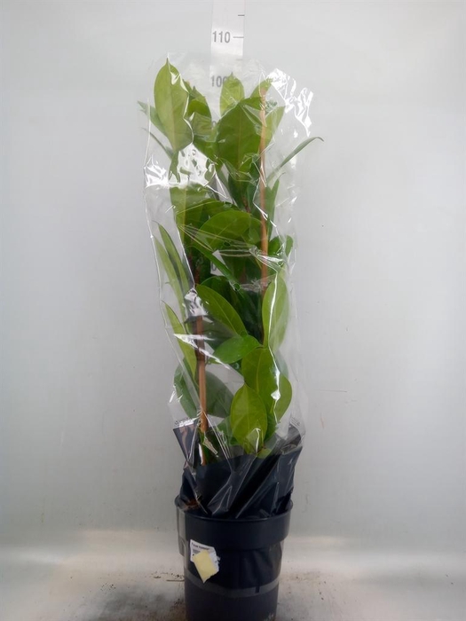<h4>Ficus cyathistipula</h4>