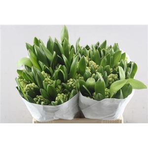 Hyac China Pink Schie.