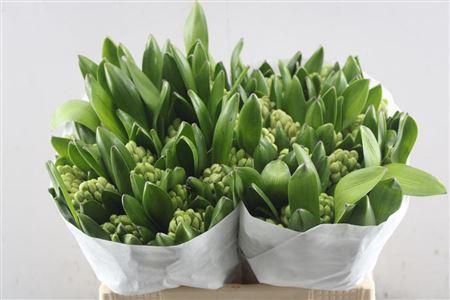 <h4>Hyac China Pink Schie.</h4>