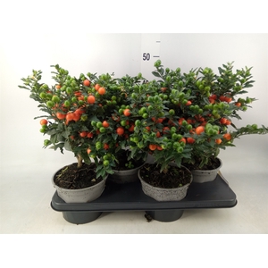 Solanum pseudocapsicum 'Bartoli'