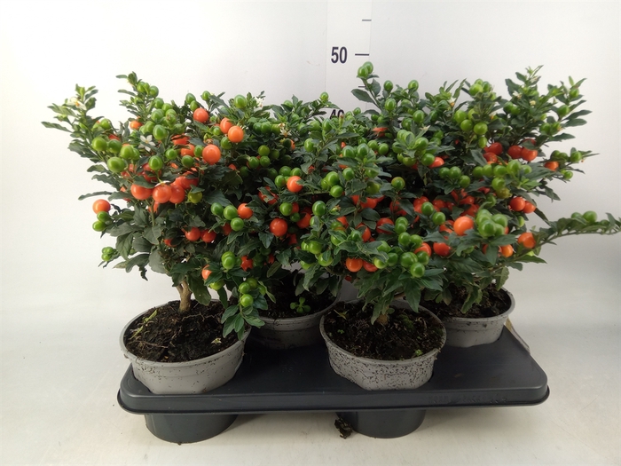 <h4>Solanum pseudocapsicum 'Bartoli'</h4>