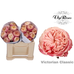 R GR VICTOR CLASSIC@