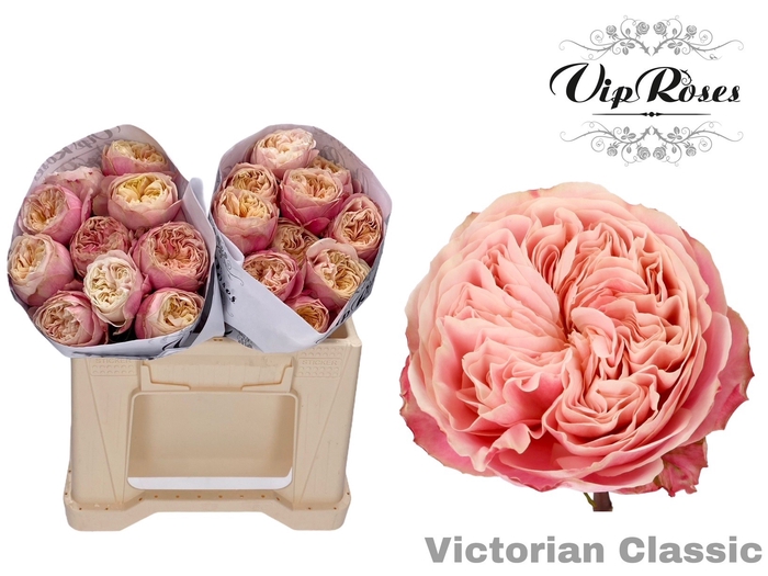 <h4>R GR VICTOR CLASSIC@</h4>
