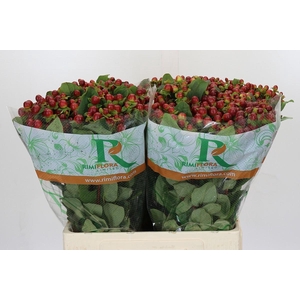 Hypericum Magical Seasons