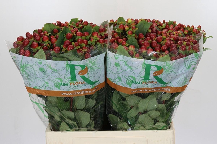 <h4>Hypericum Magical Seasons</h4>