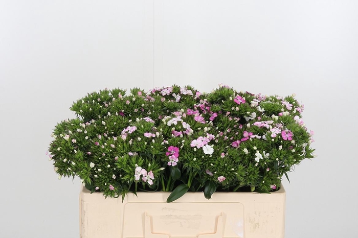 <h4>Di Barb Am Rose</h4>