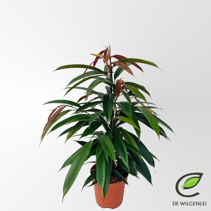<h4>Ficus Amstel King</h4>