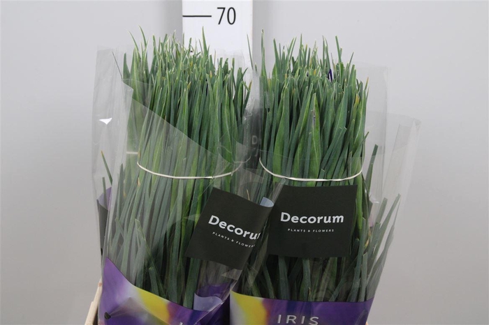 <h4>Iris Hong Kong</h4>