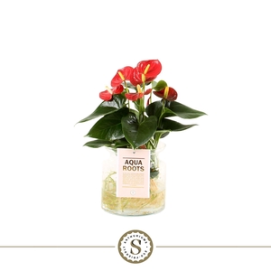 Aqua Roots Sierglas Red Champion