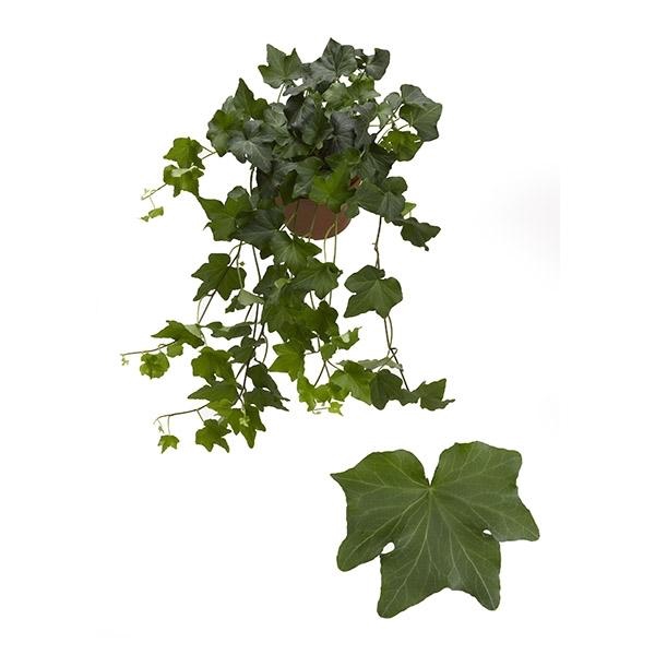 <h4>Hedera helix 'Brigitte'</h4>