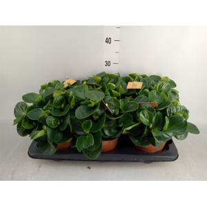 Peperomia obt. 'Red Canyon'