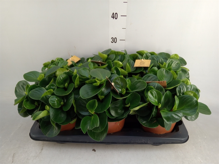 <h4>Peperomia obt. 'Red Canyon'</h4>