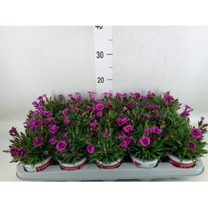 Dianthus  'Picture Perfect'