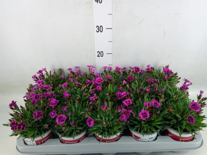 <h4>Dianthus  'Picture Perfect'</h4>
