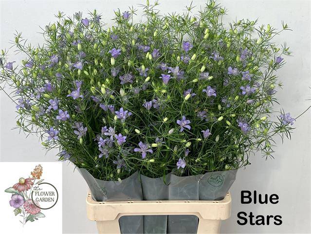 NIGE BUCHARICA 070CM