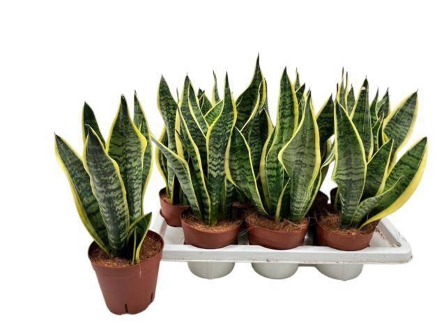 <h4>SANSEV FUTURA SUPERB</h4>