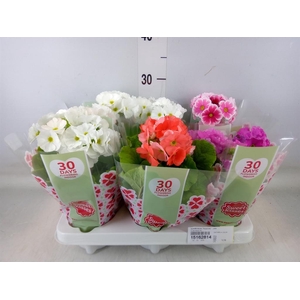 Primula obcon. 'Touch Me'   ...mix