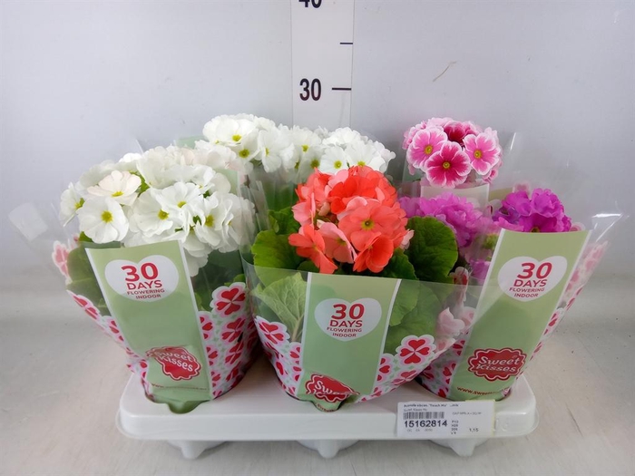 <h4>Primula obcon. 'Touch Me'   ...mix</h4>