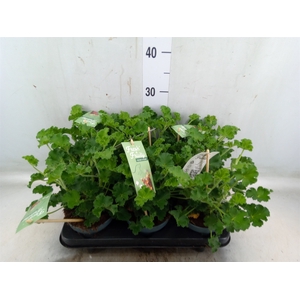 Pelargonium   ...mix smelling