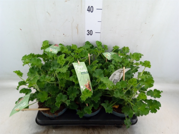 <h4>Pelargonium   ...mix smelling</h4>