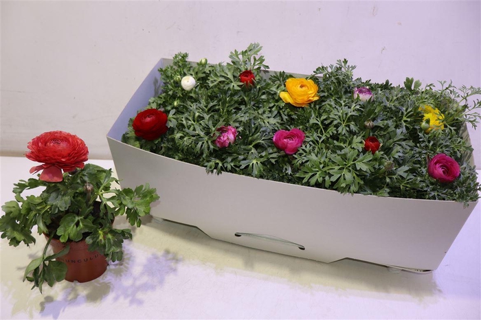 <h4>Ranun Sprink Gem</h4>