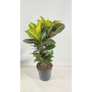 Codiaeum Iceton vertakt 21 cm