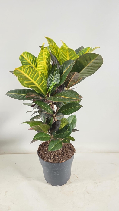 <h4>Codiaeum Petra vertakt 21 cm</h4>