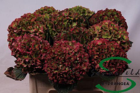 <h4>HYDR M GLOW ALPS CL</h4>