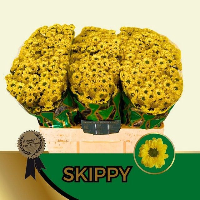 <h4>Chr San Skippy Yellow Hans</h4>