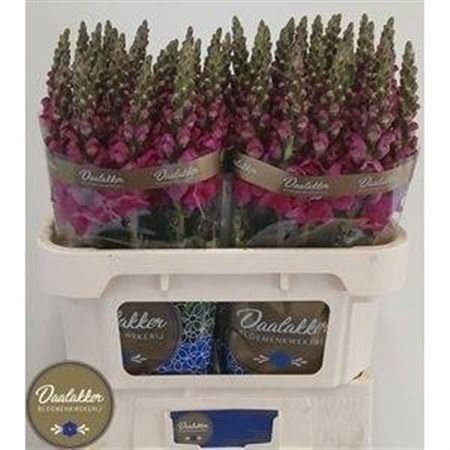 <h4>Antir Toulon Purple</h4>