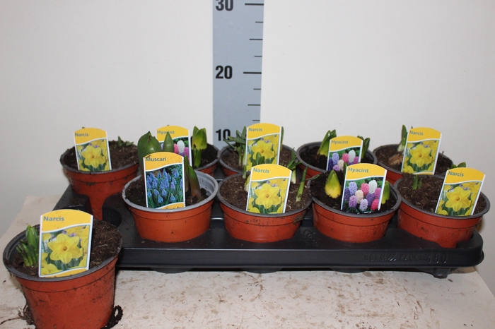 <h4>BOLBLOEMEN GEM</h4>