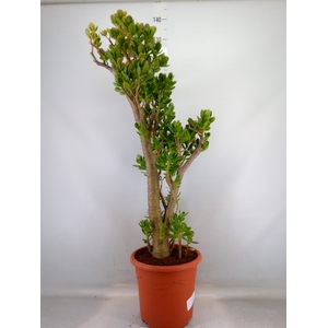 Crassula ovata