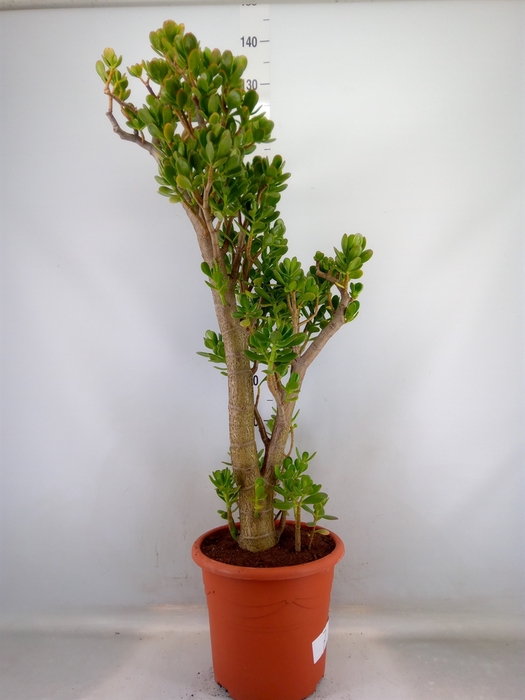 <h4>Crassula ovata</h4>