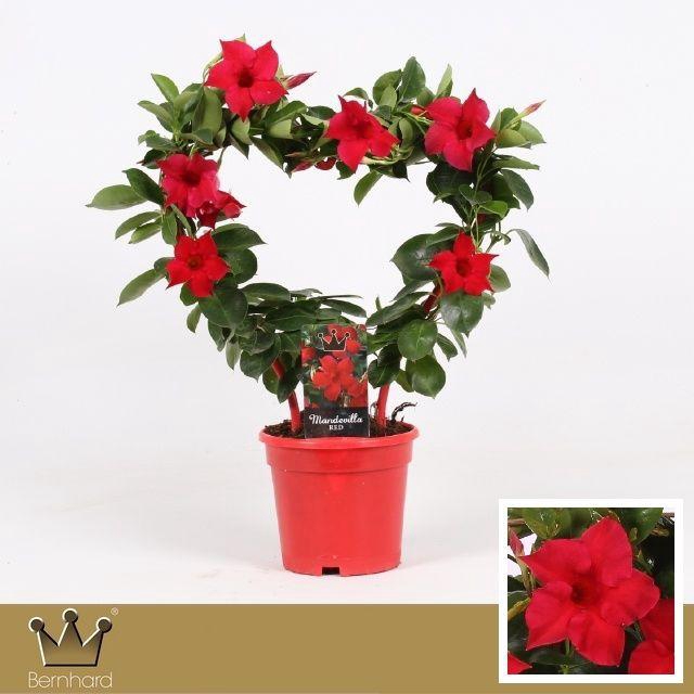 <h4>Sundaville P15 Hartvorm Classic Red</h4>