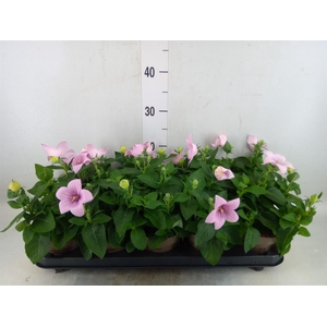 Platycodon grand. 'Astra Pink'