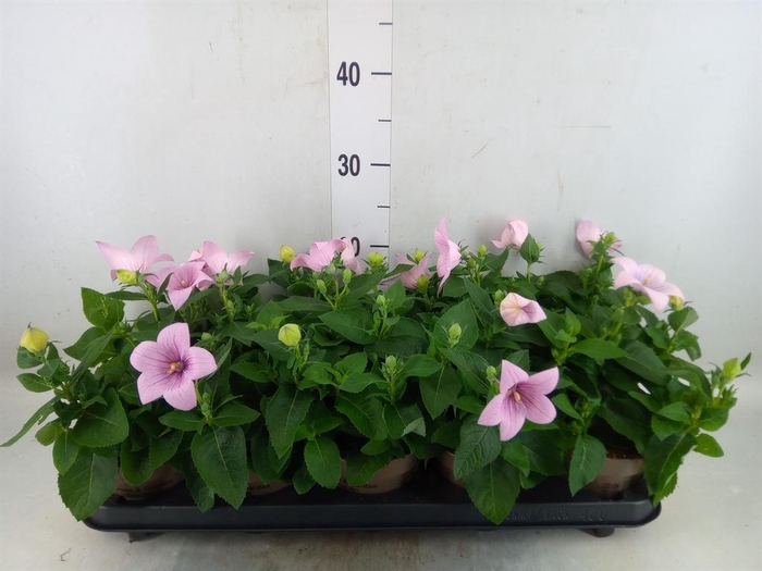 <h4>Platycodon grand. 'Astra Pink'</h4>