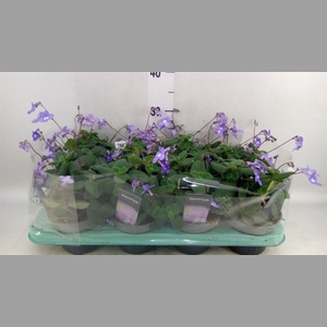 Streptocarpus saxorum