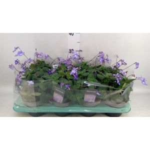 Streptocarpus saxorum