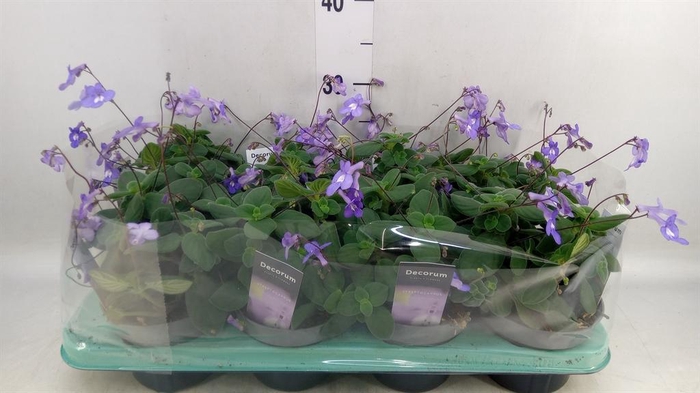 <h4>Streptocarpus saxorum</h4>