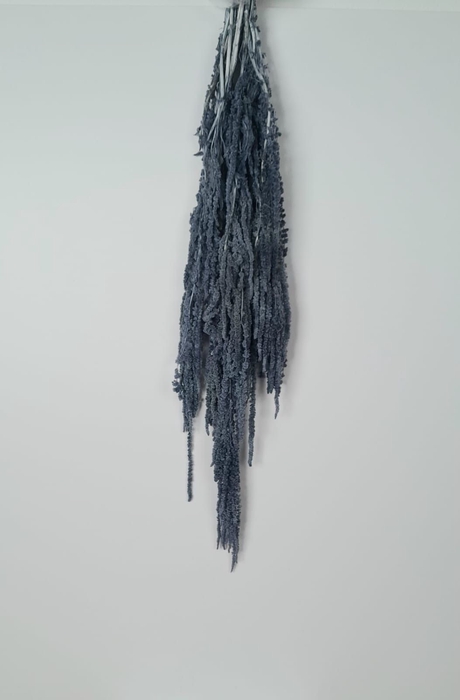 GESTABILISEERD AMARANTHUS (H) LAVENDER
