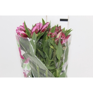 ALSTROEMERIA STRATUS 080 CM