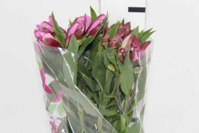 <h4>ALSTROEMERIA STRATUS 080 CM</h4>