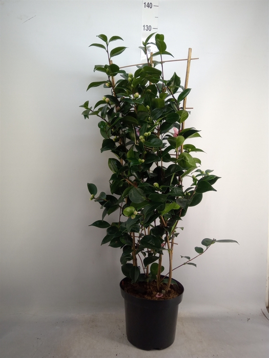 <h4>Camellia japonica 'WilliamBartlett'</h4>