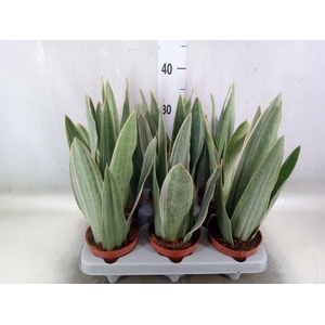 Sansevieria trifa.   ...