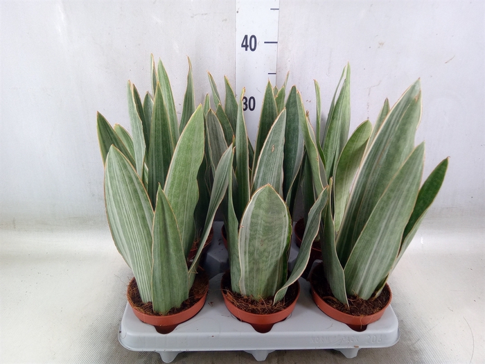 <h4>Sansevieria trifa.   ...</h4>
