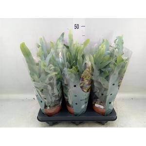 Phlebodium aureum 'Blue Star'