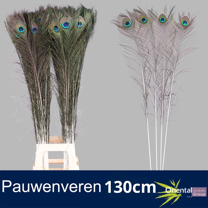 <h4>PAUWENVEREN H%</h4>